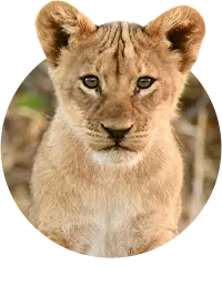 Animals